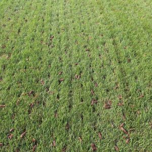 Blog-Benefits-of-Core-overseeding-scaled-min.jpg