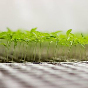 greenhouse-seedling-close-up-green-seedling-growing-min-scaled-1.jpg